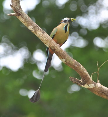 Turquoise-browed Motmot
When it's the first one, you take a lot of photos.