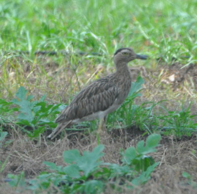 Just a little farther down the road,
we came upon a couple of Double-striped Thick-knees.