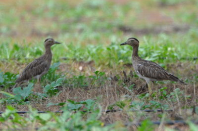 Double-striped Thick-knees