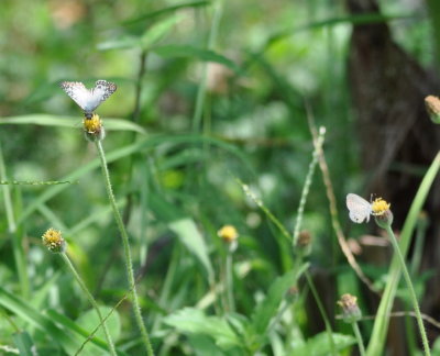 There were many butterflies on the wildflowers
at La Ensenada.