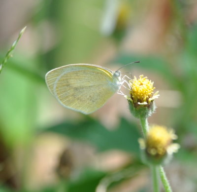 Butterfly on wildflower
at La Ensenada, CR