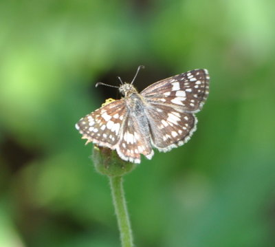 Butterfly on wildflower
at La Ensenada, CR