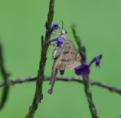 Butterfly on wildflower
at La Ensenada, CR