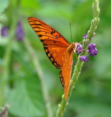 Butterfly on wildflower
at La Ensenada, CR