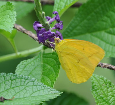 Butterfly on wildflower
at La Ensenada, CR