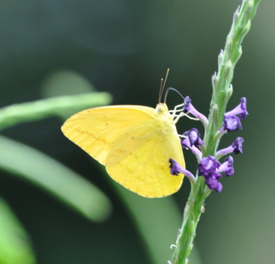 Butterfly on wildflower
at La Ensenada, CR