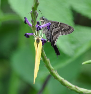 Butterfly on wildflower
at La Ensenada, CR