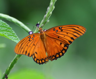 Butterfly on wildflower
at La Ensenada, CR