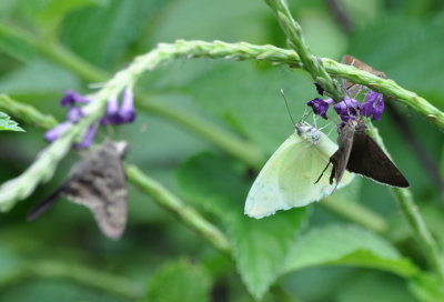 Butterflies on wildflowers
at La Ensenada, CR