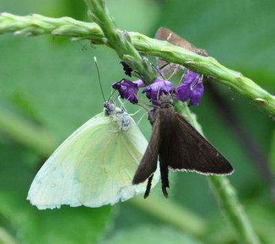 Butterflies on wildflowers
at La Ensenada, CR