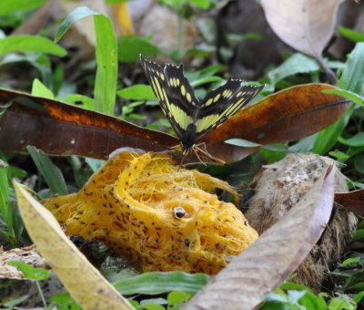 Butterfly on rotting fruit
at La Ensenada, CR