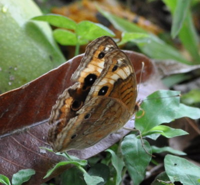 Butterfly
at La Ensenada, CR