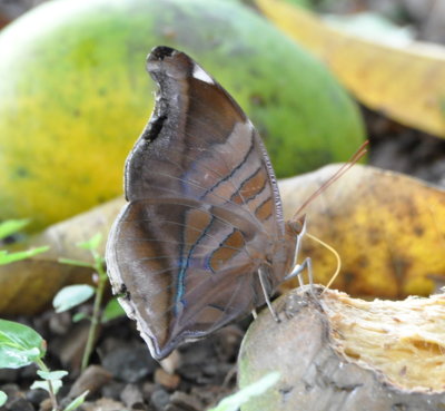 That leaf is a butterfly on rotting fruit
at La Ensenada, CR