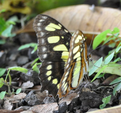 Butterfly
at La Ensenada, CR