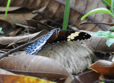 The top sides of this butterfly's wings are blue
and the undersides are yellow and black.