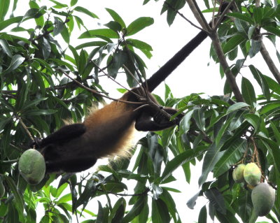 Howler monkey reaching for fruit in a tree at La Ensenada
