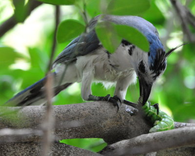 White-throated Magpie-Jay