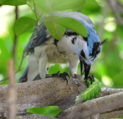 White-throated Magpie-Jay