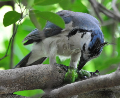 White-throated Magpie-Jay