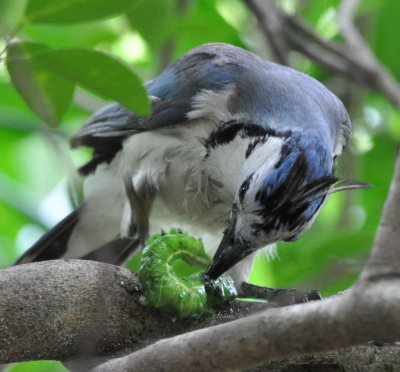 White-throated Magpie-Jay