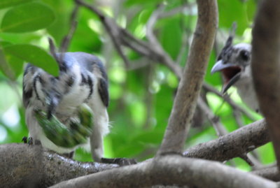 White-throated Magpie-Jays