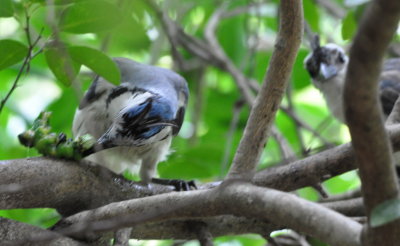 White-throated Magpie-Jays