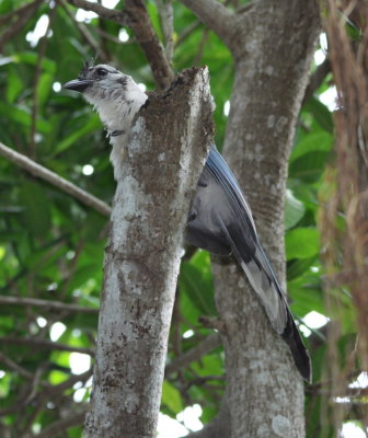 White-throated Magpie-Jay
