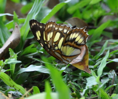 Butterfly at La Ensenada, CR