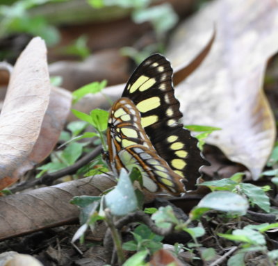 Butterfly at La Ensenada, CR