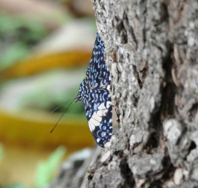 Butterfly at La Ensenada, CR