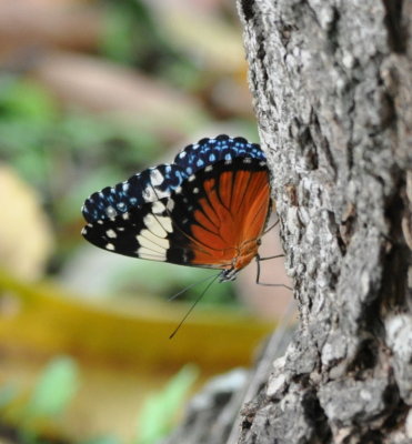 Butterfly at La Ensenada, CR