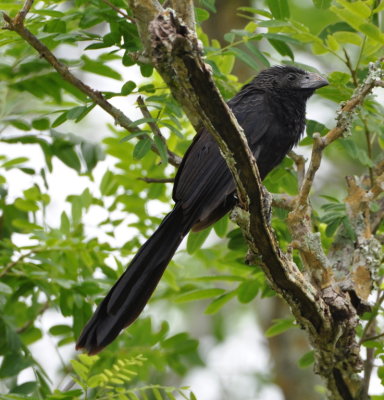 Groove-billed Ani