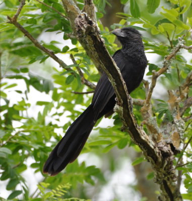 Groove-billed Ani