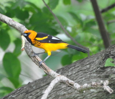 Male Spot-breasted Oriole