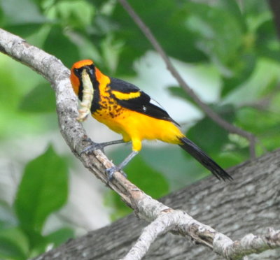 Male Spot-breasted Oriole