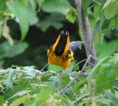 Male Spot-breasted Oriole