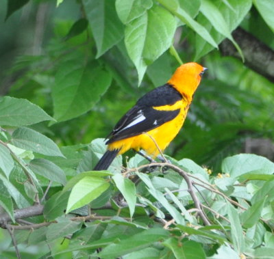 Male Spot-breasted Oriole