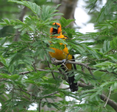 Male Spot-breasted Oriole