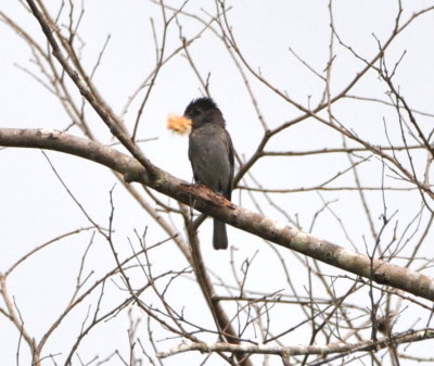 Male Rose-throated Becard with nesting material
