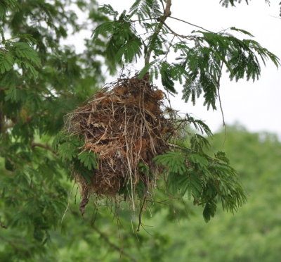 Nest of the Rose-throated Becard
