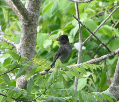 Male Rose-throated Becard