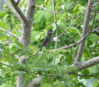 Male Rose-throated Becard