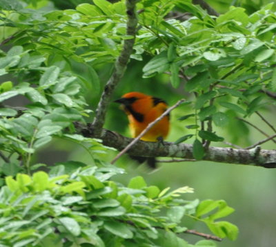 Male Streak-backed Oriole