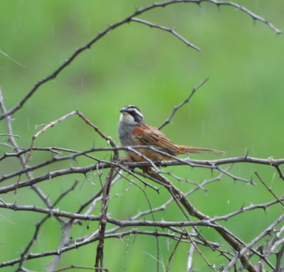 Stripe-headed Sparrow