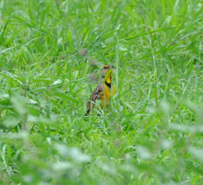 Eastern Meadowlark