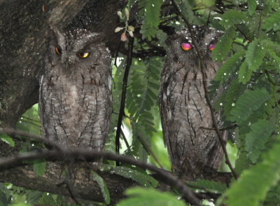 A pair of Pacific Screech Owls
at the house of one of the restaurant staff