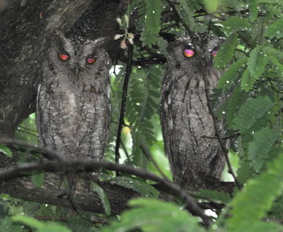 Pacific Screech Owls in the rain