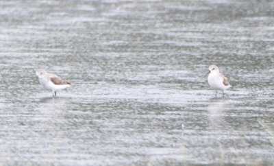 Western Sandpipers in the drizzle at the salt ponds at La Ensenada, CR