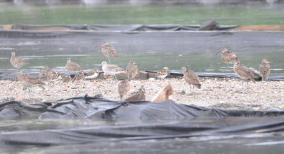 Whimbrels, Ruddy Turnstones, and a Willet
Betsy counted 86 Whimbrels