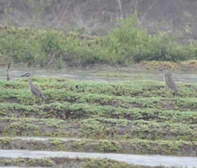 Adult and juvenile Yellow-crowned Night-Herons